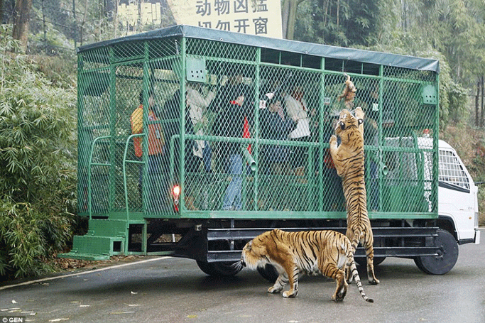 Leah Ledu Wildlife Zoo 