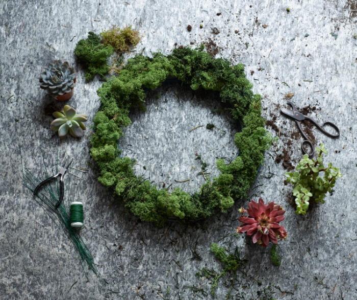 How to make a Christmas wreath with succulents
