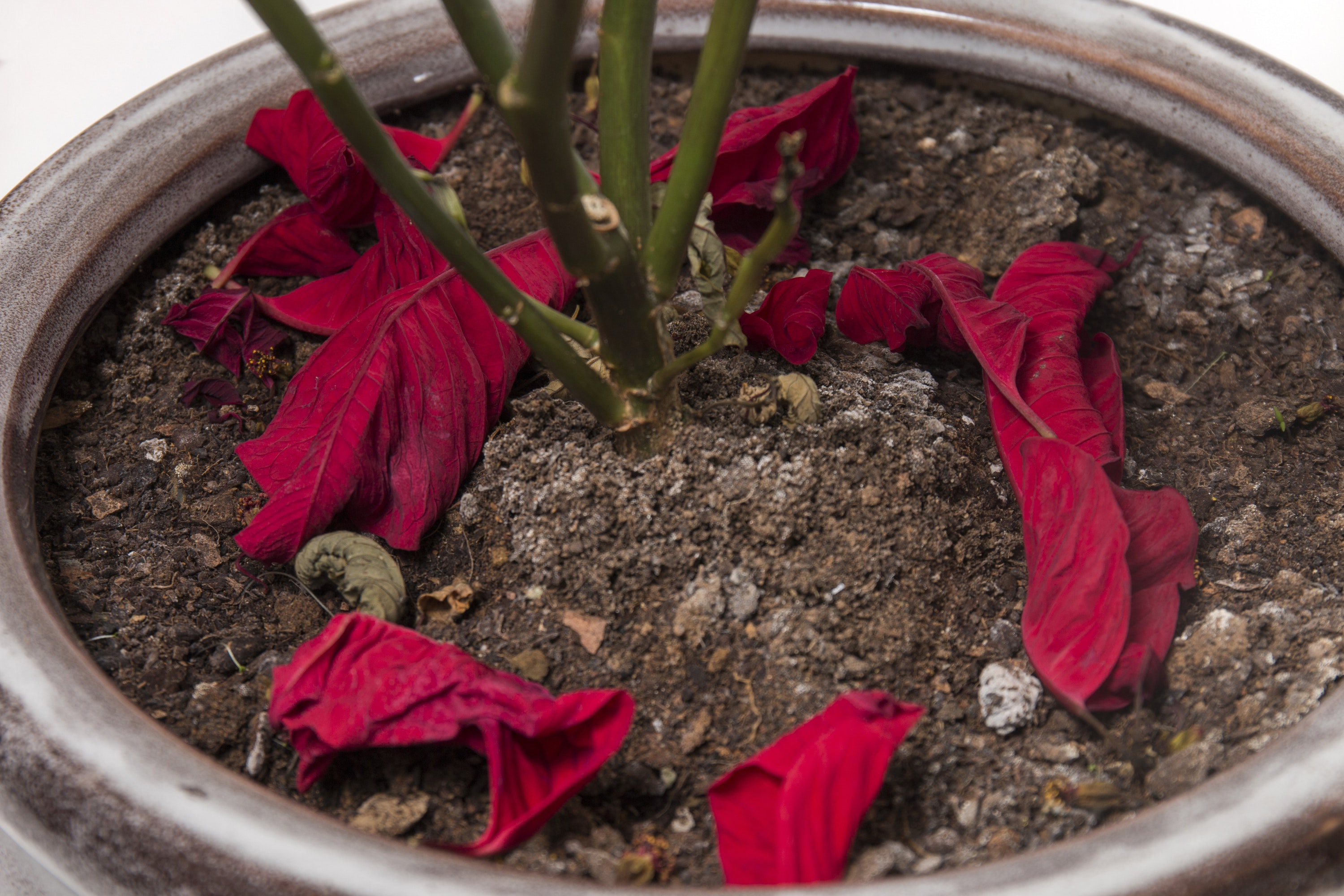 Poinsettia