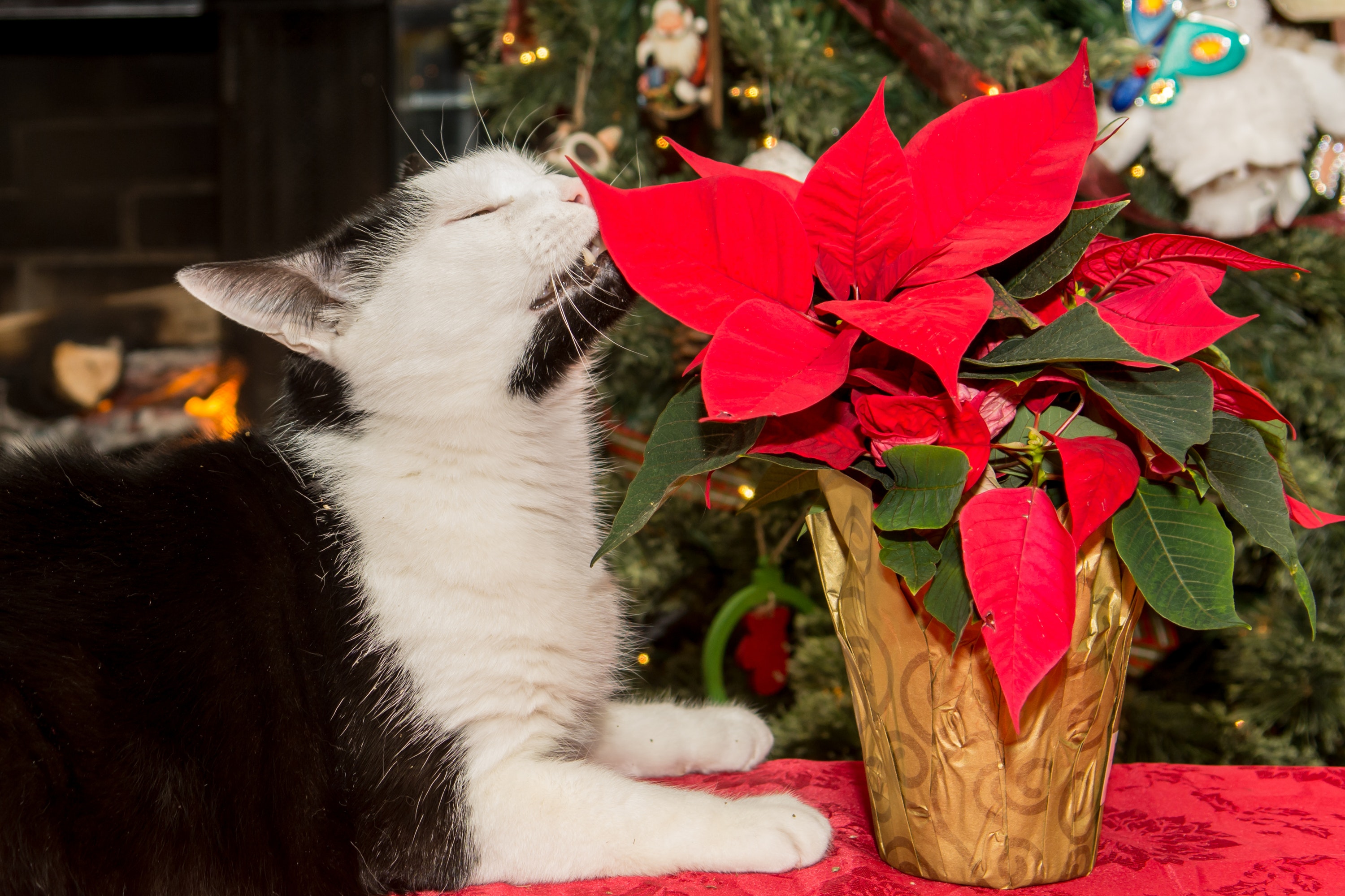 Poinsettias