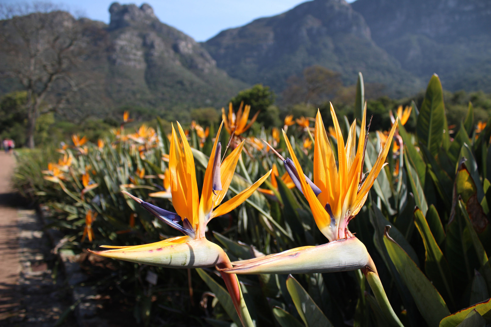 Kirstenbosch Botanical Garden