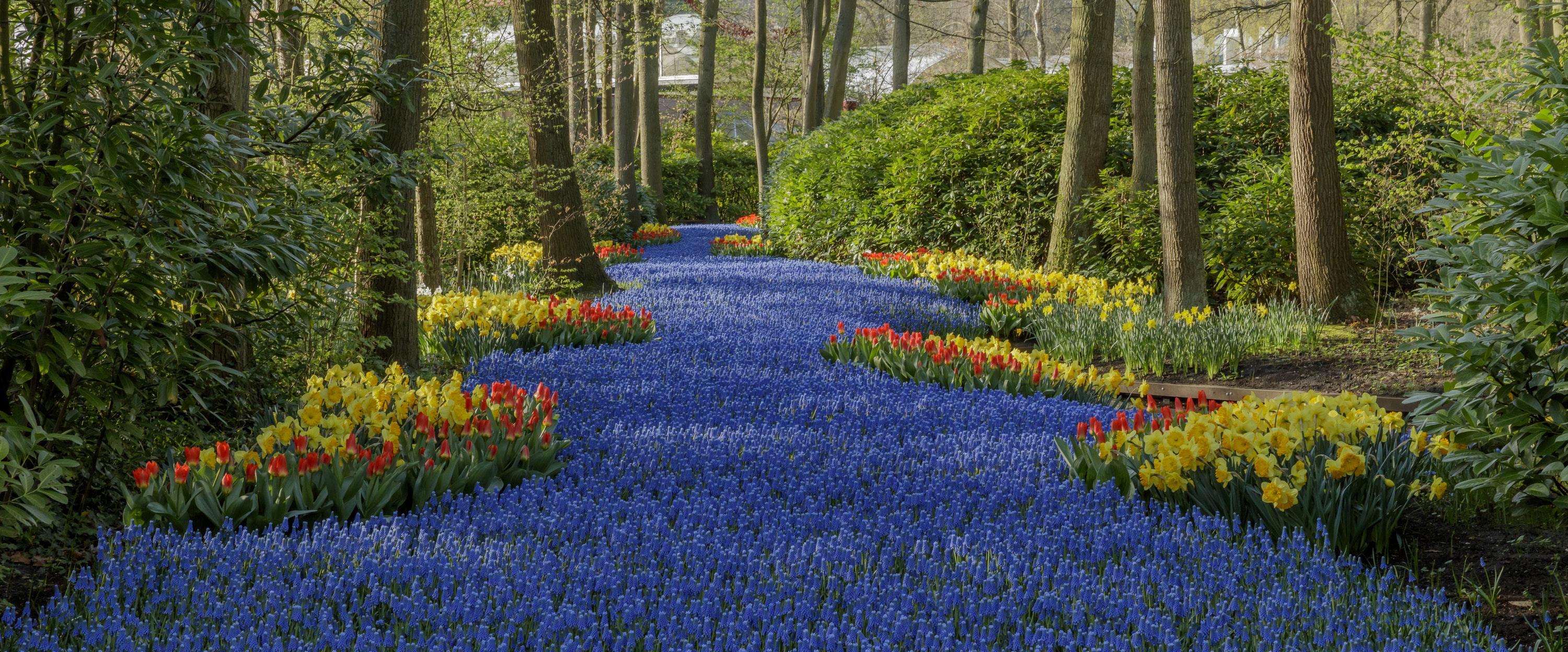 Keukenhof, Lisse, Holland