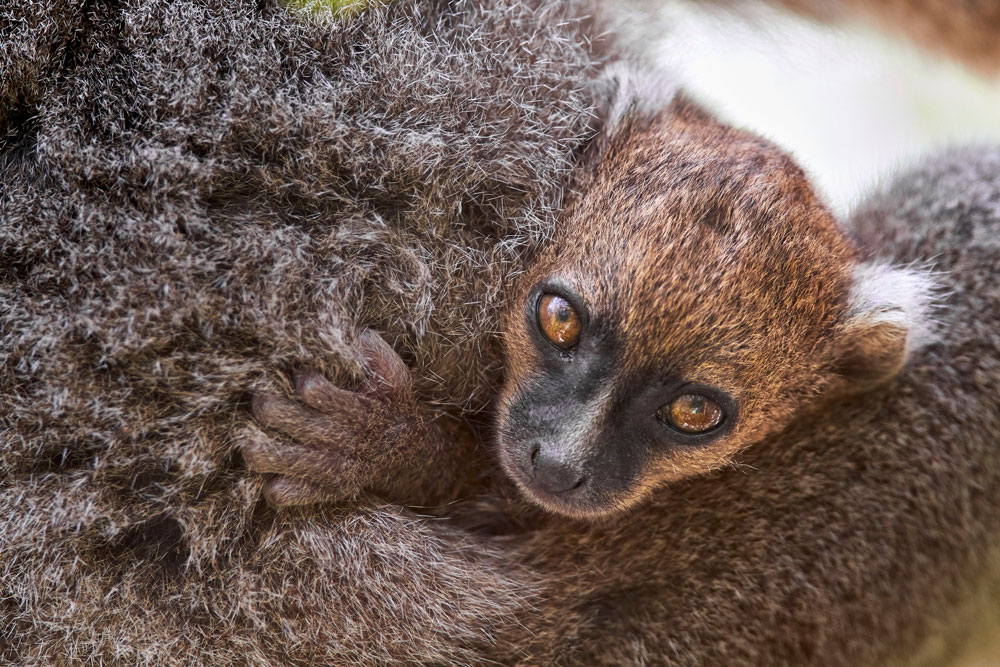 Madagascar