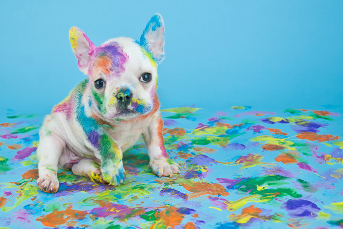 Easy Ways To Clean Pet Messes Easy Ways To Clean Pet Messes