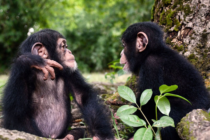 3 Places in Africa Where You Can Easily Spot Chimps | ewmoda