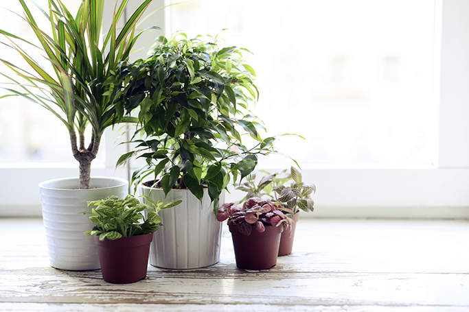 How To Take Care Of Potted Plants