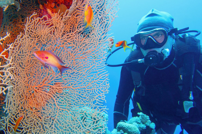 Why you should be diving in Sharm el-Sheikh