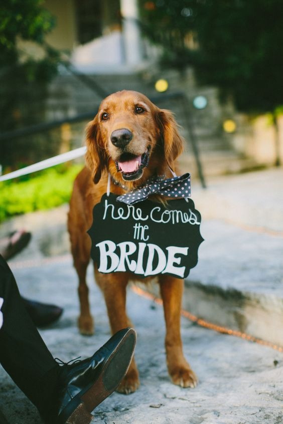 How to include your dog in your wedding How to include your dog in your wedding 12