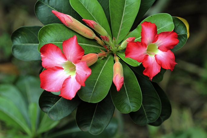 Adenium Adenium