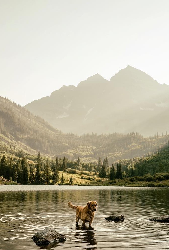 image credit: aspenthemountainpup/Instagram image credit: aspenthemountainpup/Instagram