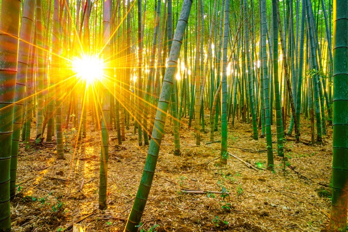 Sagano Bamboo Forest, Japan Sagano Bamboo Forest, Japan