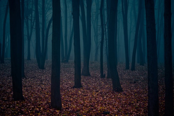 Black Forest, Germany Black Forest, Germany