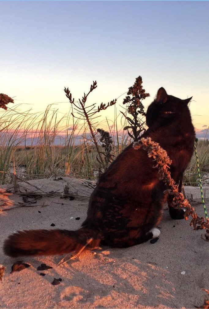 image credit: burmaadventurecat/Instagram image credit: burmaadventurecat/Instagram