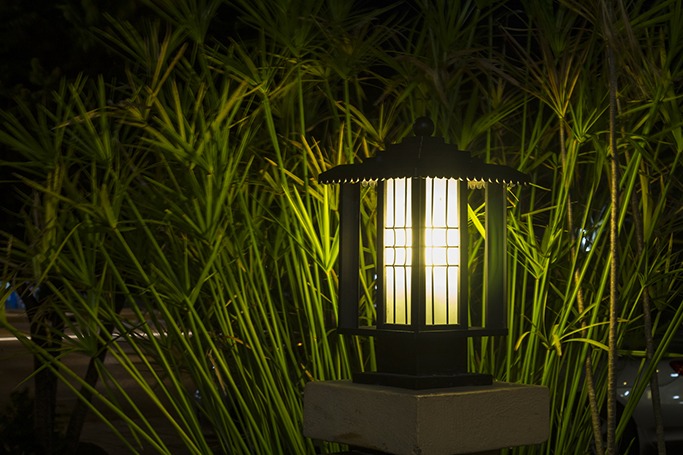 bush light bush light