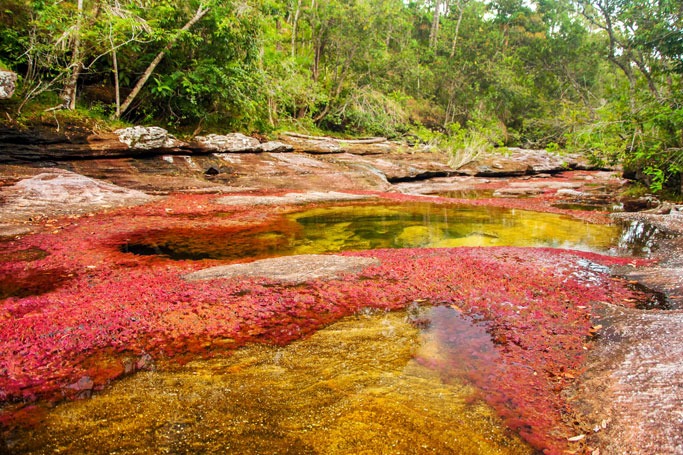 Caño Cristales River, Colombia