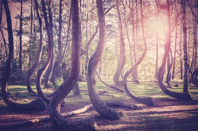 Crooked Forest, Poland Crooked Forest, Poland