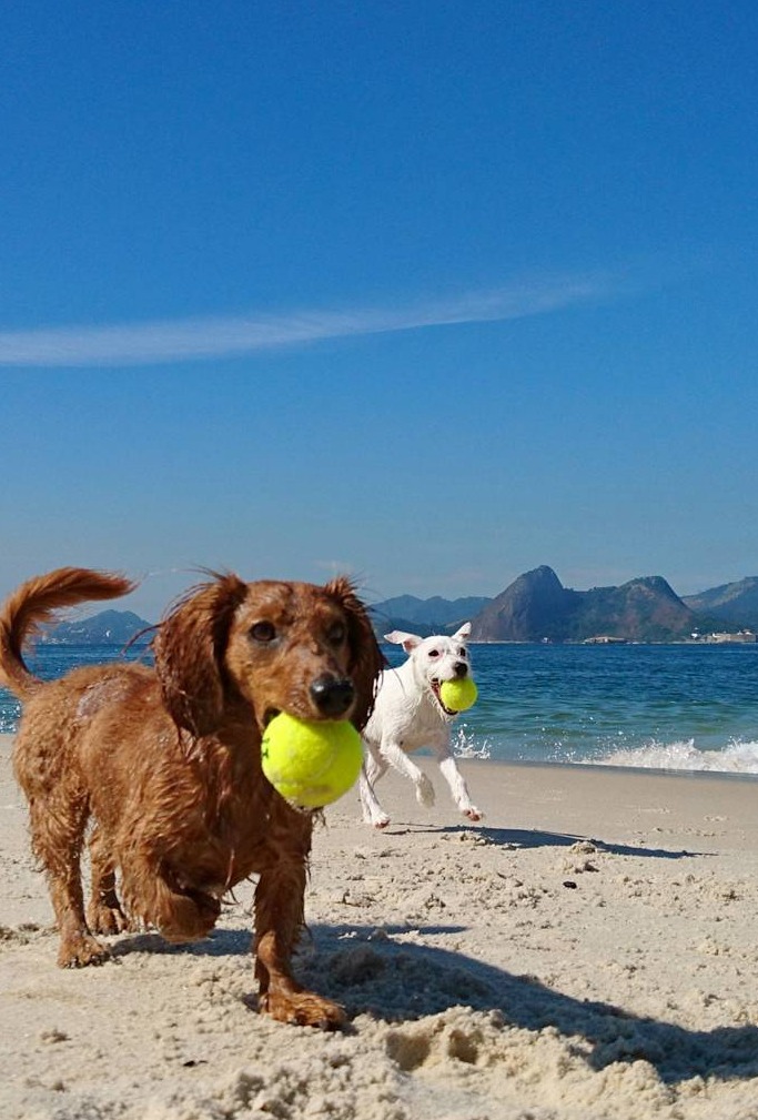image credit: django_and_chloe/Instagram image credit: django_and_chloe/Instagram