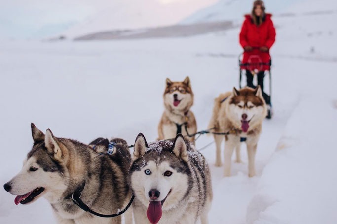 Dog Sledging 