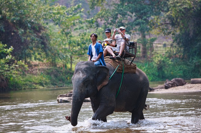 Elephant Trekking Elephant Trekking