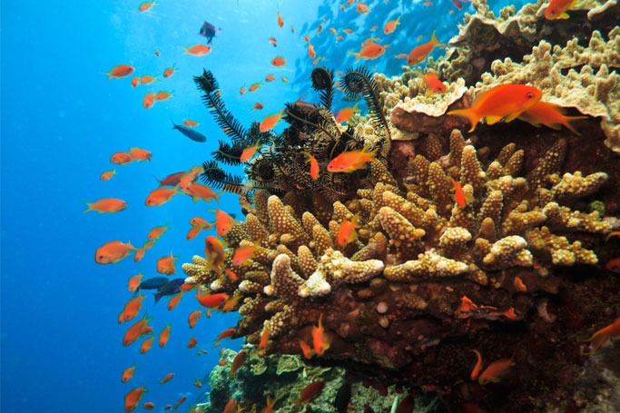 Great Barrier Reef, Australia