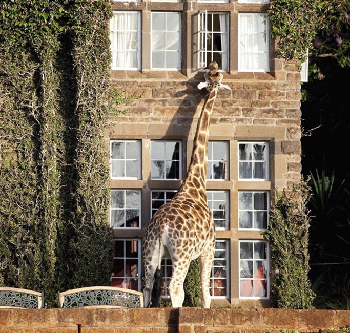 Giraffe Manor (Nairobi, Kenya) Giraffe Manor (Nairobi, Kenya)