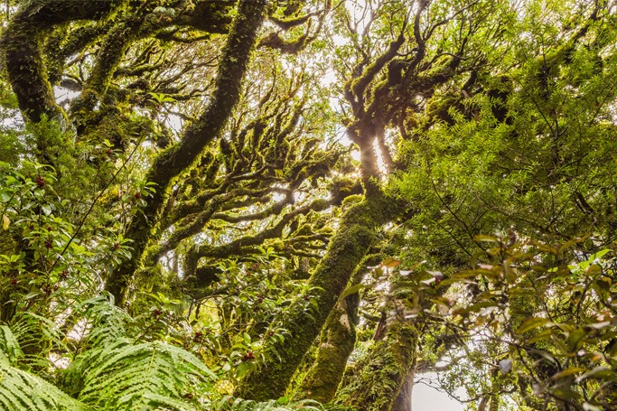 Goblin Forest, New Zealand