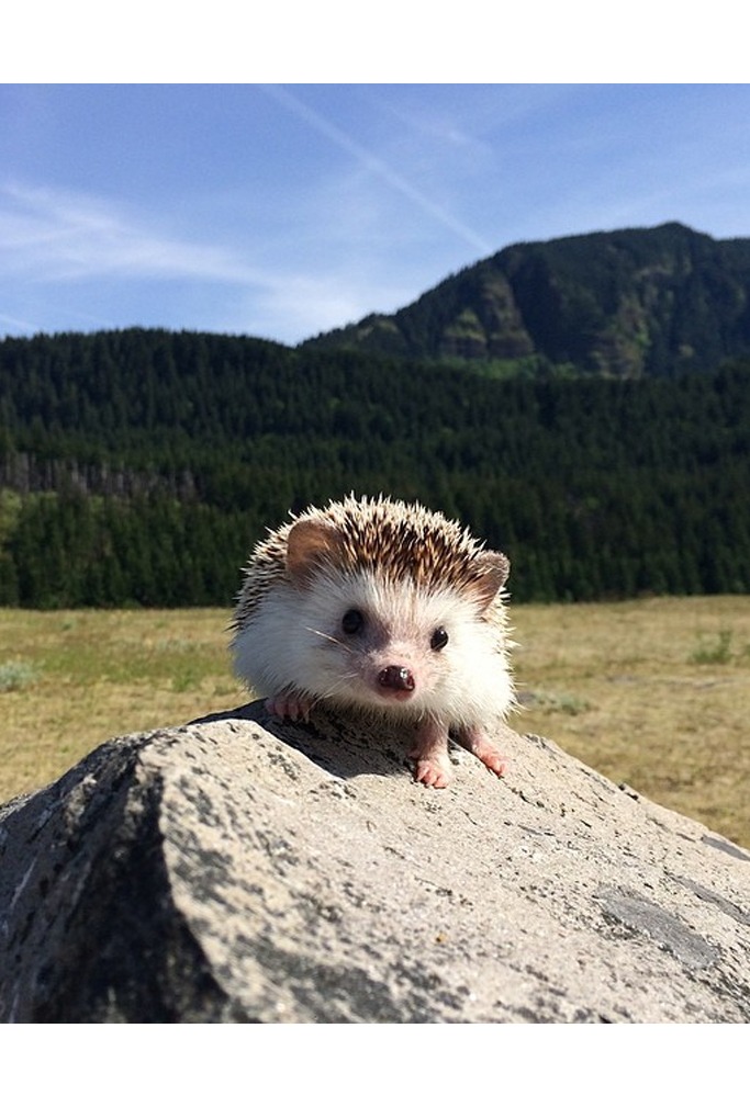 image credit: biddythehedgehog/Instagram image credit: biddythehedgehog/Instagram