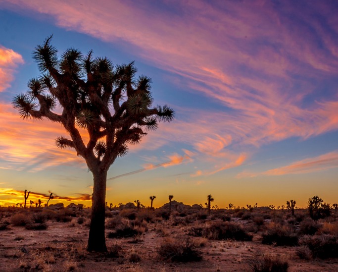 Joshua Tree National Park, California Joshua Tree National Park, California