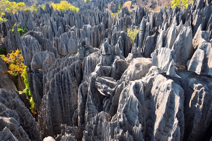 Tsingy Forest, Madagascar Tsingy Forest, Madagascar