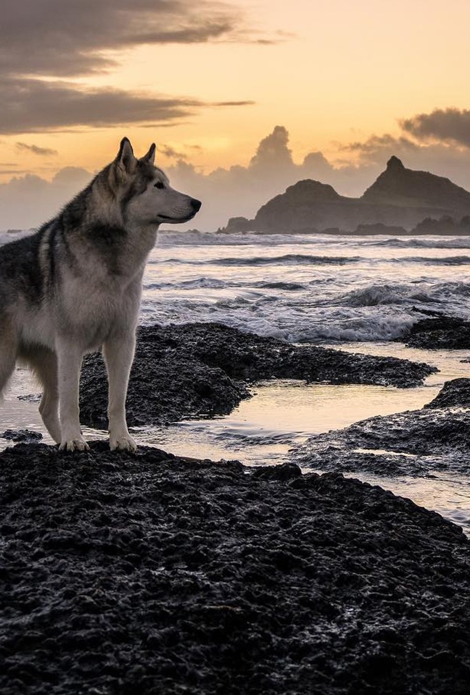 image credit: loki_the_wolfdog/Instagram image credit: loki_the_wolfdog/Instagram