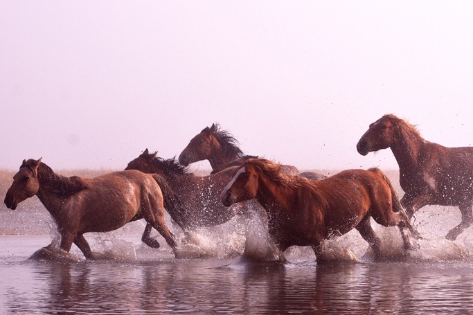 Mongolian horse