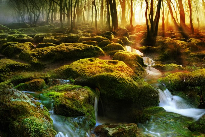Moss Swamp, Romania