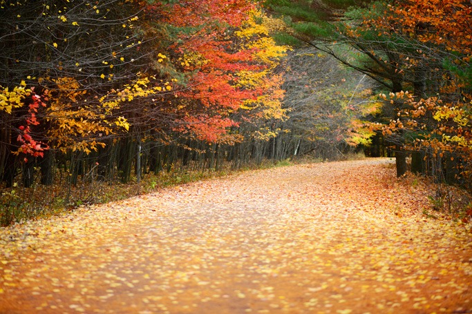 Quebec forest, Canada