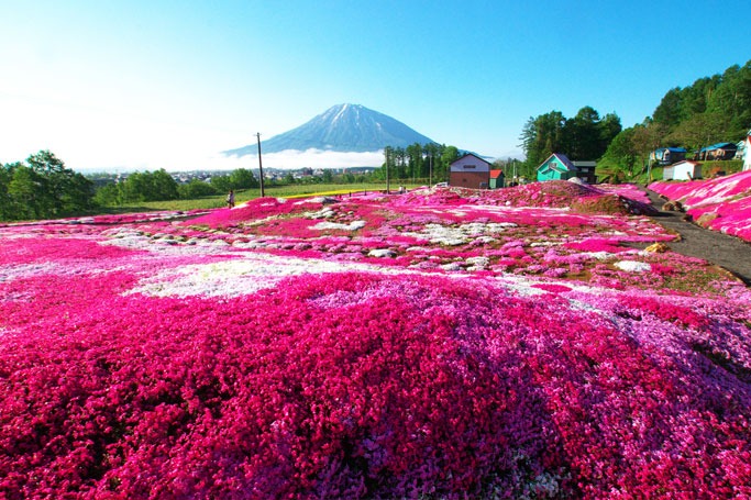 Shibazakura Hill, Japan