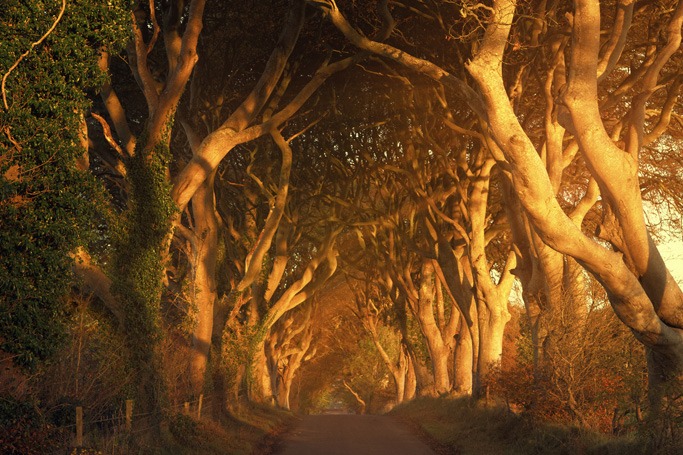 The Dark Hedges, Northern Ireland The Dark Hedges, Northern Ireland