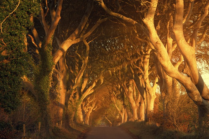  The Dark Hedges, Northern Ireland