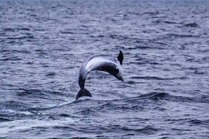 Whale Watching, Iceland