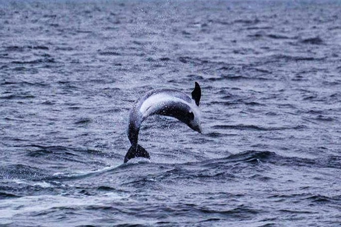 Whale Watching, Iceland Whale Watching, Iceland