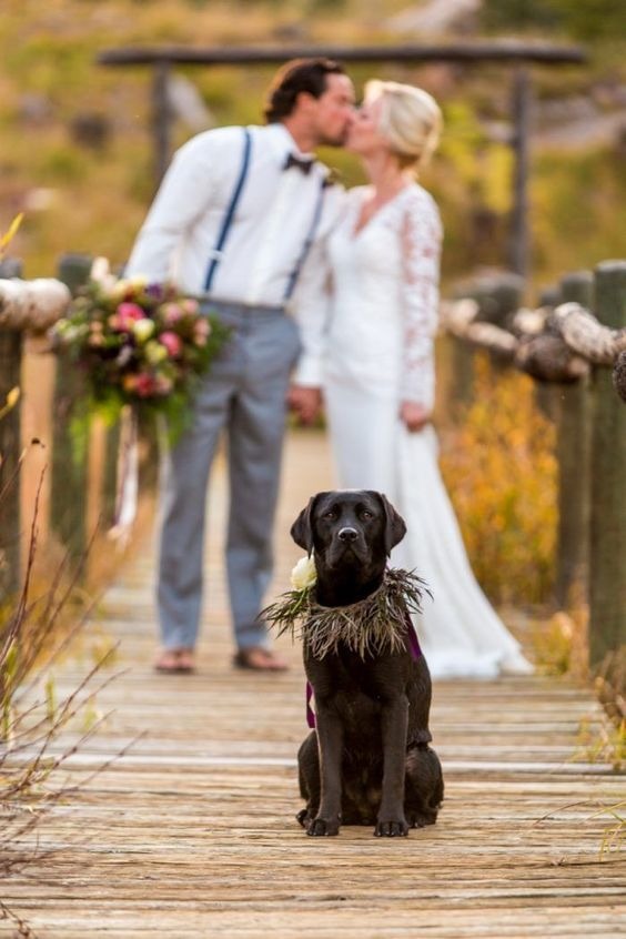 How to include your dog in your wedding How to include your dog in your wedding 5