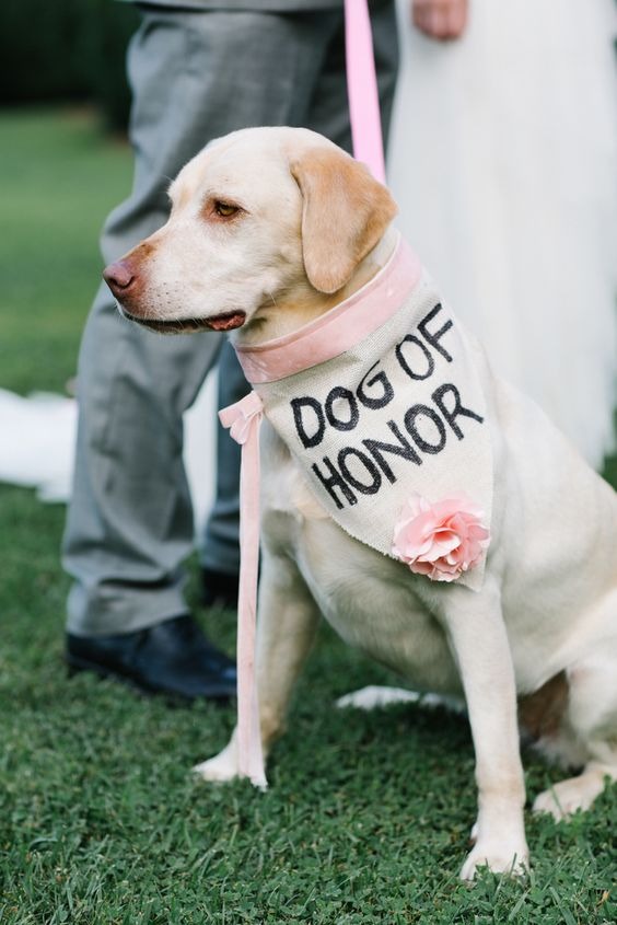 How to include your dog in your wedding How to include your dog in your wedding 7