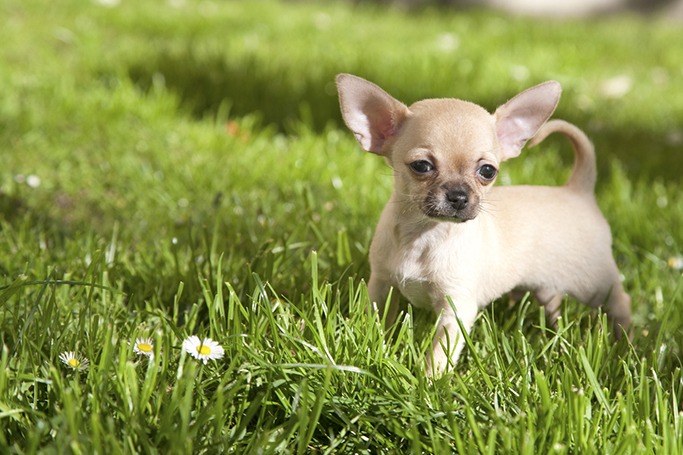 chihuahua chihuahua