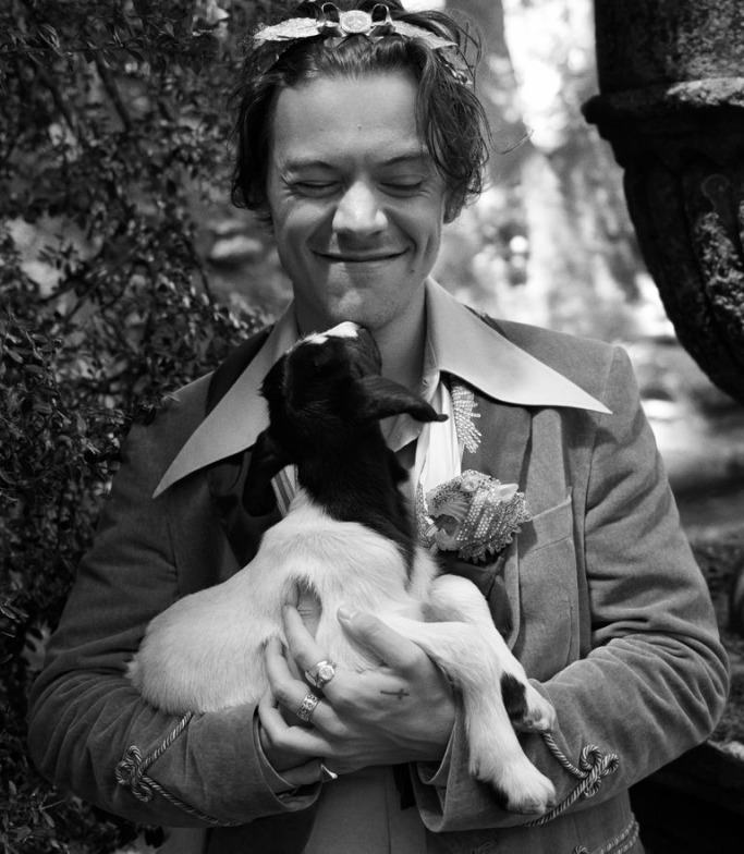 Harry Styles Gucci Campaign 2