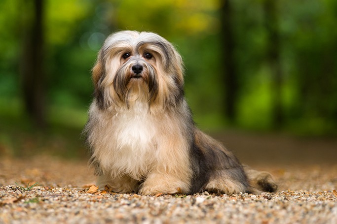 Havanese Havanese
