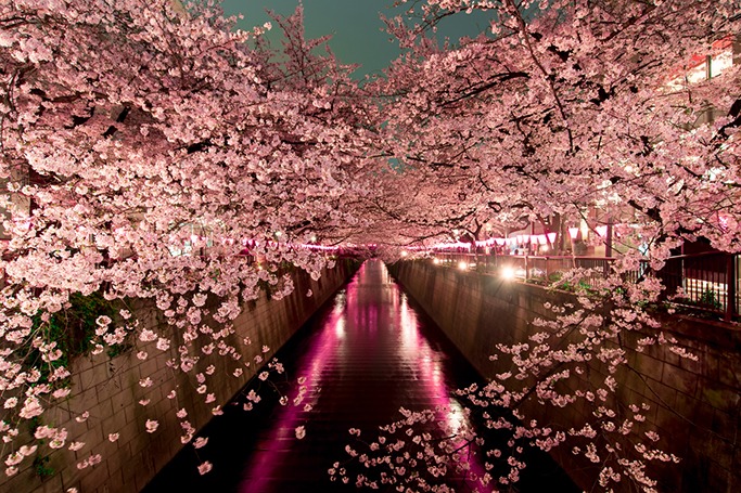 Why Japan Should Be The Next Country You Visit Why Japan Should Be The Next Country You Visit
