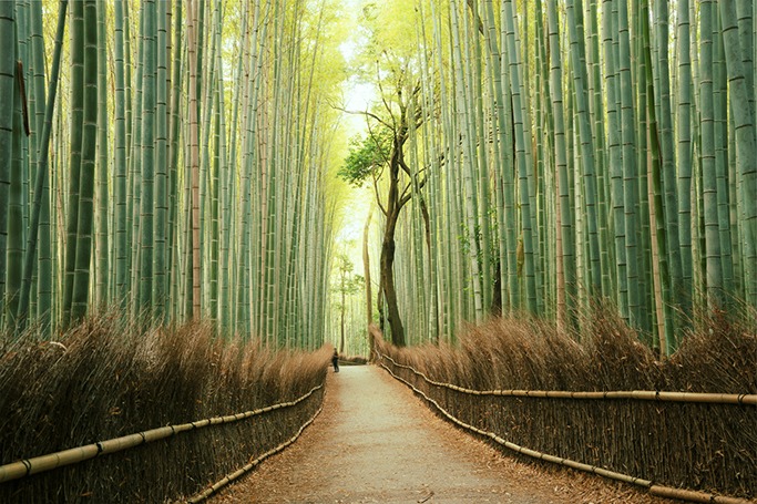 Why Japan Should Be The Next Country You Visit Why Japan Should Be The Next Country You Visit