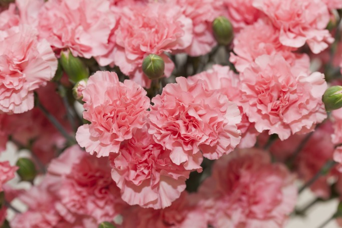 Why You Still Need To Buy Her Flowers Why You Still Need To Buy Her Flowers