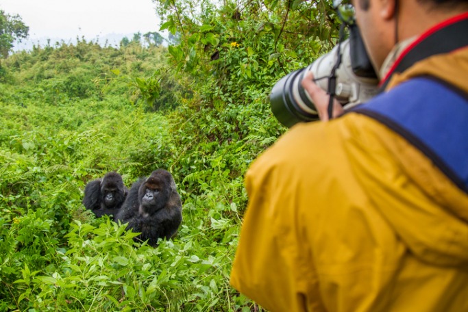 Visit gorilla families in Rwanda Unique holidays for 2018