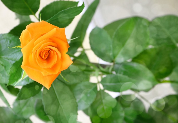 Why You Still Need To Buy Her Flowers Why You Still Need To Buy Her Flowers