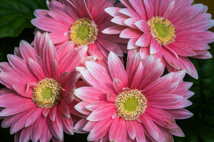Why You Still Need To Buy Her Flowers Why You Still Need To Buy Her Flowers