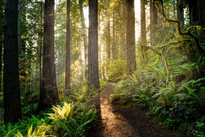 The best of the U.S. in 2018 The best of the U.S. in 2018 California’s Redwood Coast